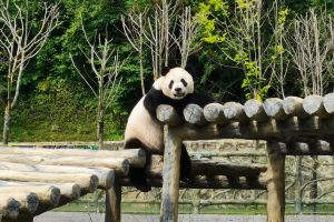免门票畅游  甲勿海&middot;熊猫园景区  （不含观光车及其他二次消费项目）